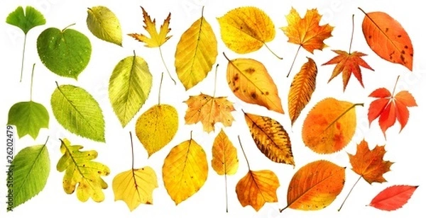 Obraz Herbstlicher Farbverlauf | autumn colour gradient