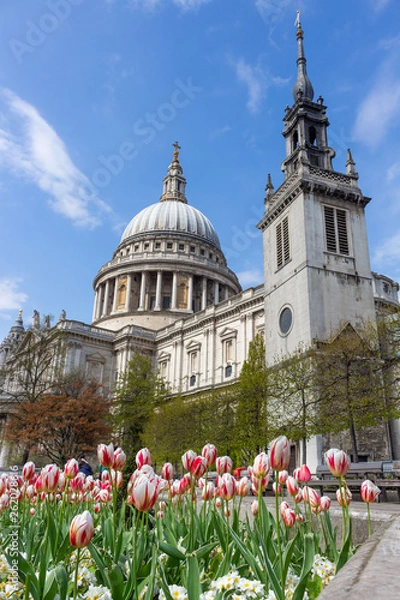 Fototapeta St Pauls Tulips