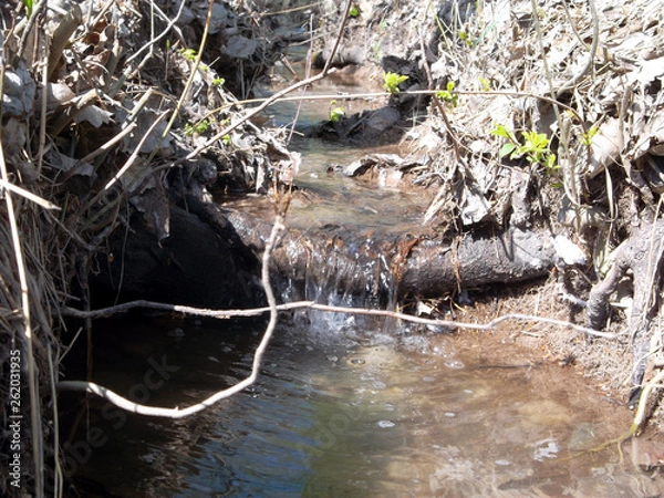 Obraz stream in forest