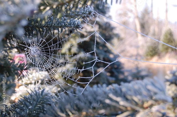 Obraz Frosted Spiderweb Winter