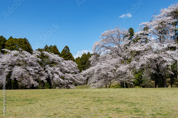 Obraz 泉自然公園の桜　千葉県千葉市若葉区