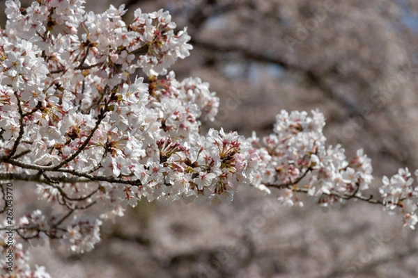 Obraz 泉自然公園の桜　千葉県千葉市若葉区