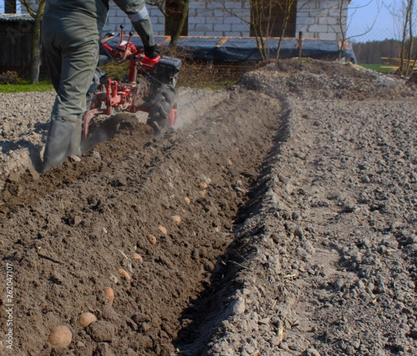Obraz A man is a farmer working on the land. Spring field work. Planting potatoes. Hand tractor.