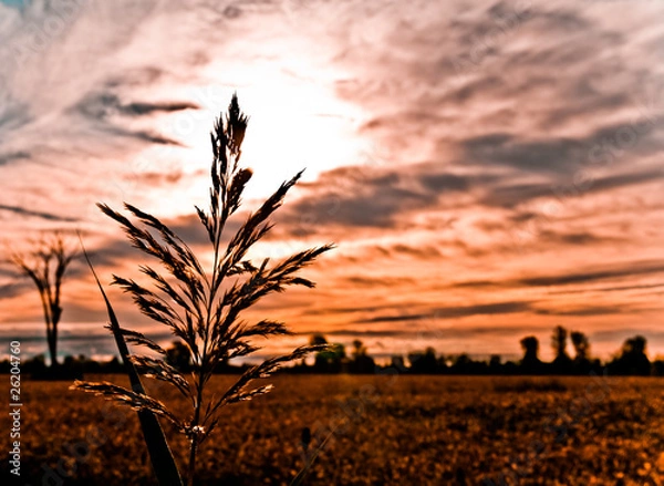Obraz Phragmites