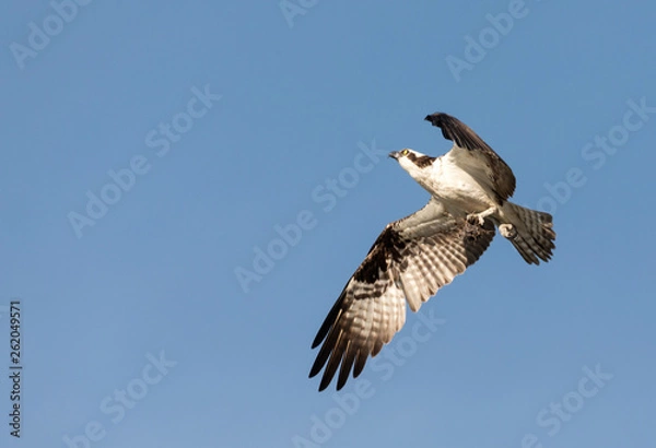 Obraz osprey in flight