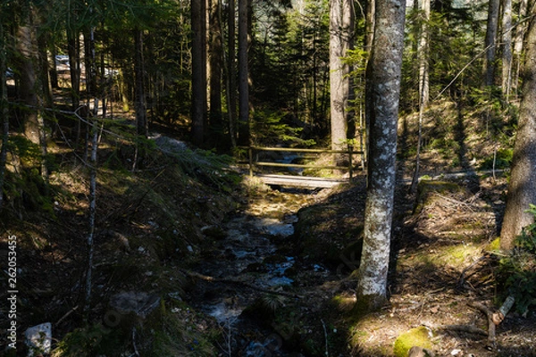 Fototapeta Brücke im Wald
