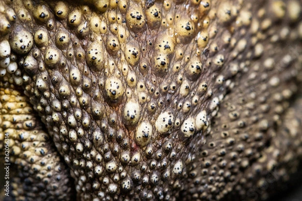 Obraz Close Up toad Skin texture selective focus