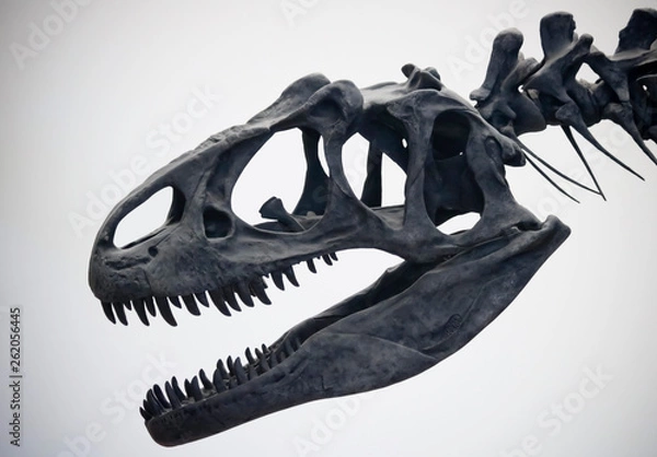 Obraz A Portrait of an Allosaurus Skull