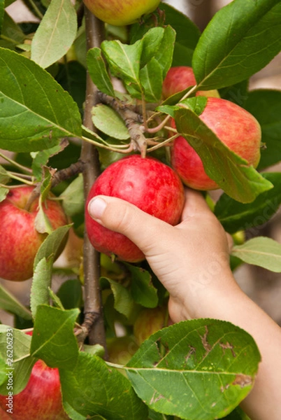 Fototapeta A child's hand picking a red apple from the tree