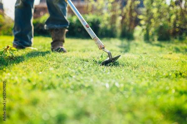 Fototapeta Gardener caring for removing weeds in the lawn