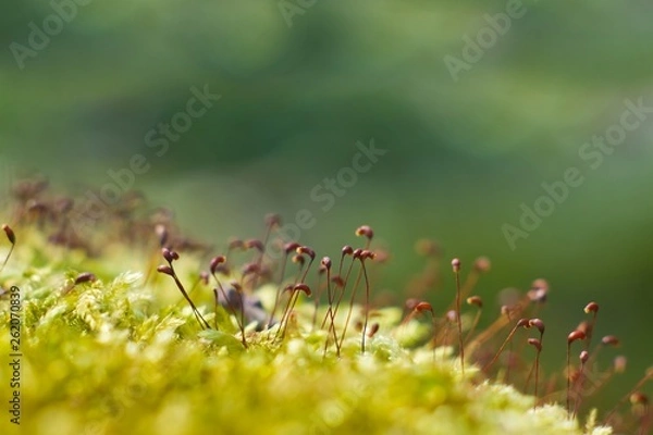 Fototapeta moss sporophytes cover in the spring sun, natural background texture, shallow depth of field, bright tender bokeh