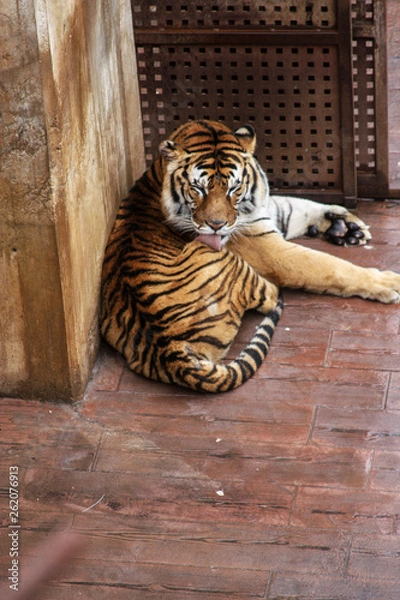 Obraz tiger in zoo