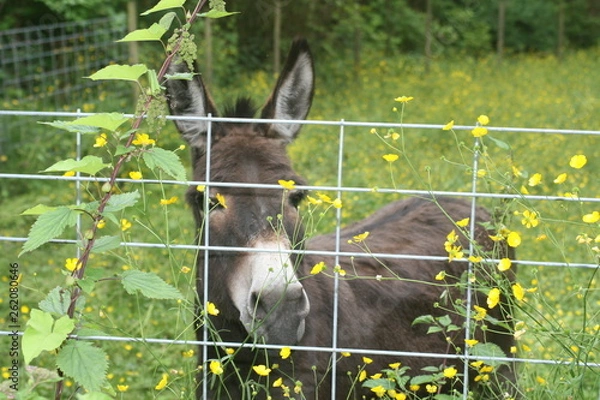 Obraz Donkey in flowers