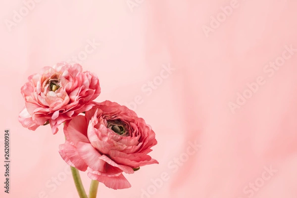 Fototapeta Pink ranunculus (buttercup) on pink background
