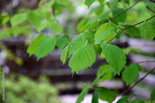 Obraz Erste grüne Blätter im Frühling - Laubwald 