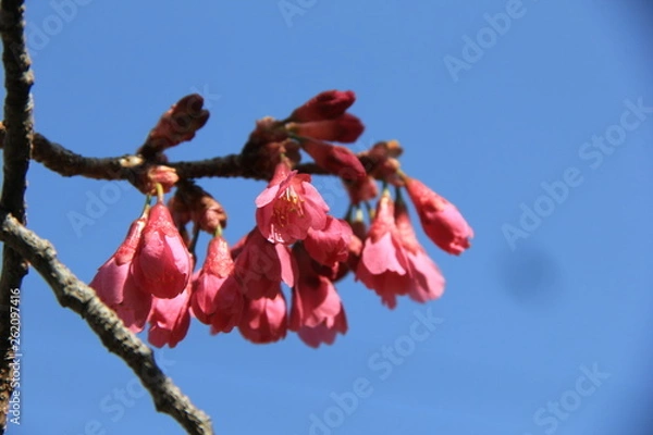 Obraz 春の風景/下向きに咲くカンヒザクラの花(宮城県)