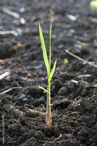 Obraz Growing plant, new life