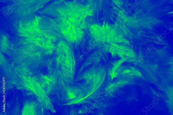 Fototapeta Beautiful colorful black and white feathers textures background and wallpaper art