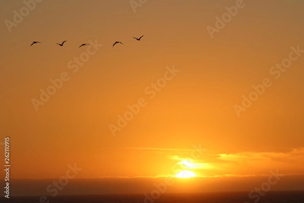 Fototapeta Pelican Sunset