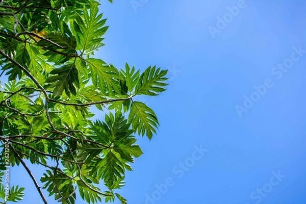Fototapeta Breadfruit Tree Leaves Background
