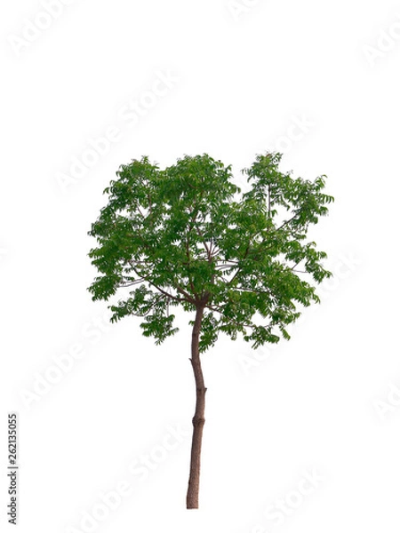 Fototapeta Isolated natural trees on white background high resolution for graphic decoration.