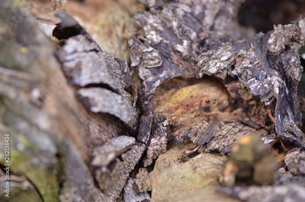 Obraz bark of a tree