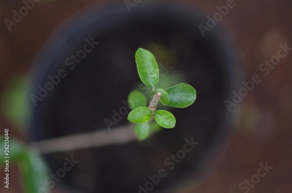 Fototapeta clover on green background