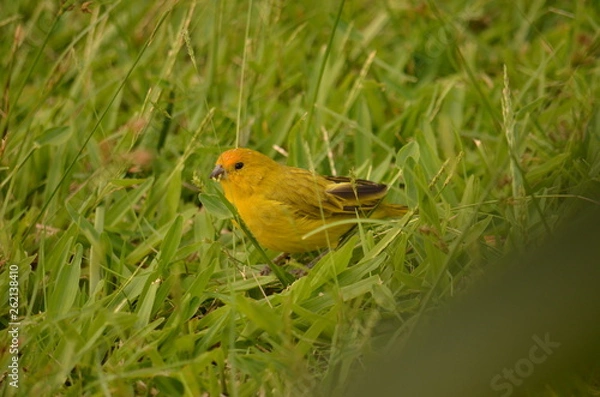 Fototapeta bird on grass