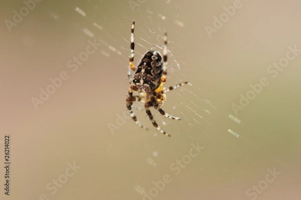 Fototapeta Spinne