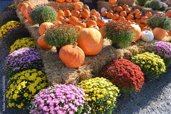 Fototapeta pumpkins and mums