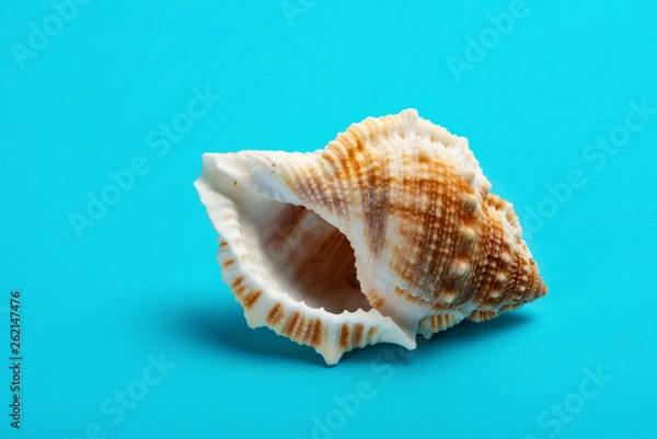 Fototapeta conch shell on a blue background