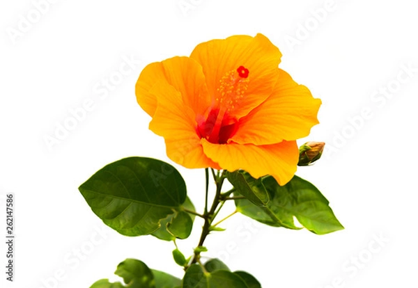 Obraz hibiscus flower