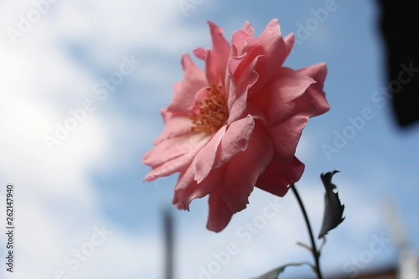 Obraz estas son diferentes tipos de flores y hojas, fotos tomadas en distintos lugares y jardines aqui podemos observar diferentes tipos,colores ,texturas y tamaños .           