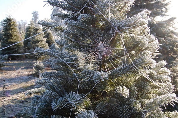 Obraz Frosty Spiderweb in Winter