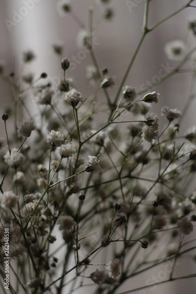 Obraz estas son diferentes tipos de flores y hojas, fotos tomadas en distintos lugares y jardines aqui podemos observar diferentes tipos,colores ,texturas y tamaños .           