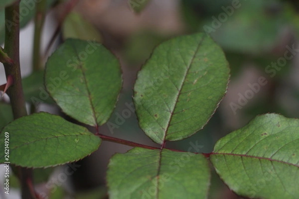Obraz estas son diferentes tipos de flores y hojas, fotos tomadas en distintos lugares y jardines aqui podemos observar diferentes tipos,colores ,texturas y tamaños .           