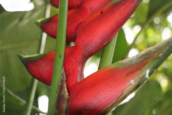 Obraz estas son diferentes tipos de flores y hojas, fotos tomadas en distintos lugares y jardines aqui podemos observar diferentes tipos,colores ,texturas y tamaños .           