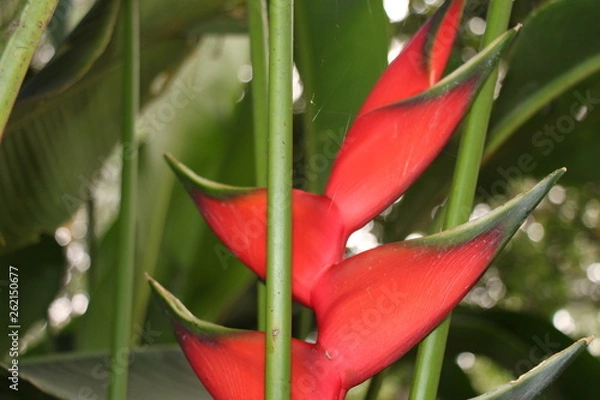 Obraz estas son diferentes tipos de flores y hojas, fotos tomadas en distintos lugares y jardines aqui podemos observar diferentes tipos,colores ,texturas y tamaños .           
