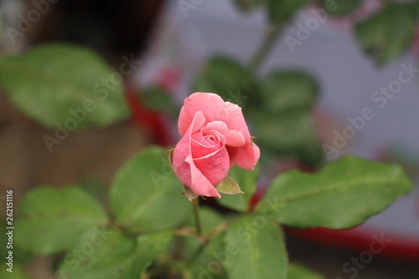 Obraz estas son diferentes tipos de flores y hojas, fotos tomadas en distintos lugares y jardines aqui podemos observar diferentes tipos,colores ,texturas y tamaños .           