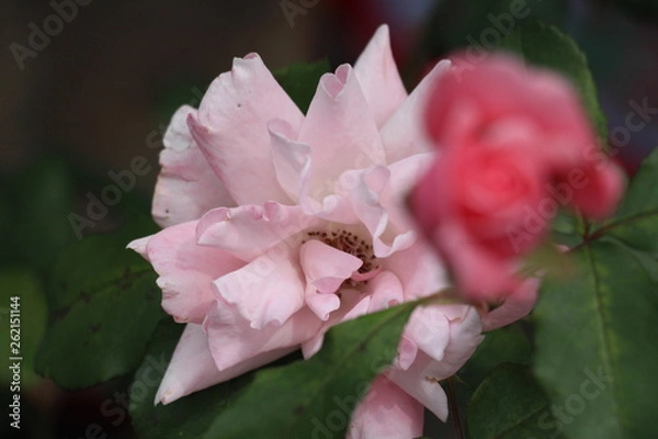 Obraz estas son diferentes tipos de flores y hojas, fotos tomadas en distintos lugares y jardines aqui podemos observar diferentes tipos,colores ,texturas y tamaños .           
