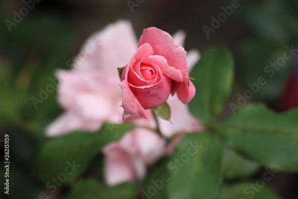 Obraz estas son diferentes tipos de flores y hojas, fotos tomadas en distintos lugares y jardines aqui podemos observar diferentes tipos,colores ,texturas y tamaños .           