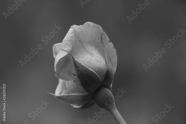 Obraz estas son diferentes tipos de flores y hojas, fotos tomadas en distintos lugares y jardines aqui podemos observar diferentes tipos,colores ,texturas y tamaños .           