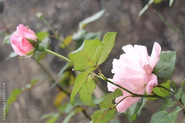 Obraz estas son diferentes tipos de flores y hojas, fotos tomadas en distintos lugares y jardines aqui podemos observar diferentes tipos,colores ,texturas y tamaños .           