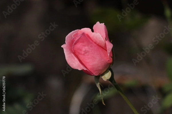 Obraz estas son diferentes tipos de flores y hojas, fotos tomadas en distintos lugares y jardines aqui podemos observar diferentes tipos,colores ,texturas y tamaños .           