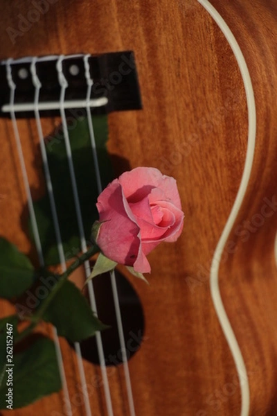 Obraz estas son diferentes tipos de flores y hojas, fotos tomadas en distintos lugares y jardines aqui podemos observar diferentes tipos,colores ,texturas y tamaños .           