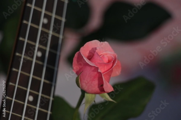 Obraz estas son diferentes tipos de flores y hojas, fotos tomadas en distintos lugares y jardines aqui podemos observar diferentes tipos,colores ,texturas y tamaños .           