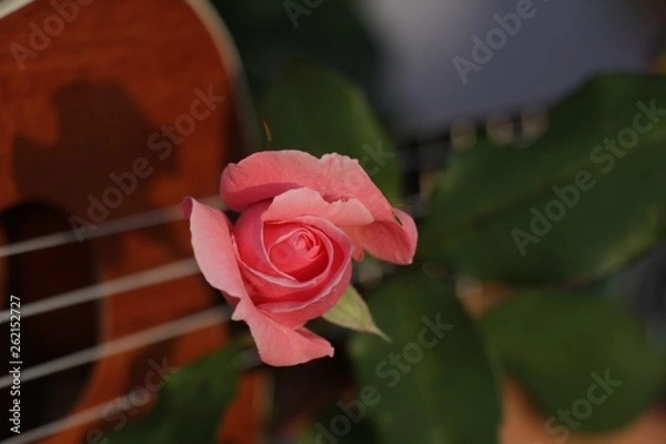 Obraz estas son diferentes tipos de flores y hojas, fotos tomadas en distintos lugares y jardines aqui podemos observar diferentes tipos,colores ,texturas y tamaños .           