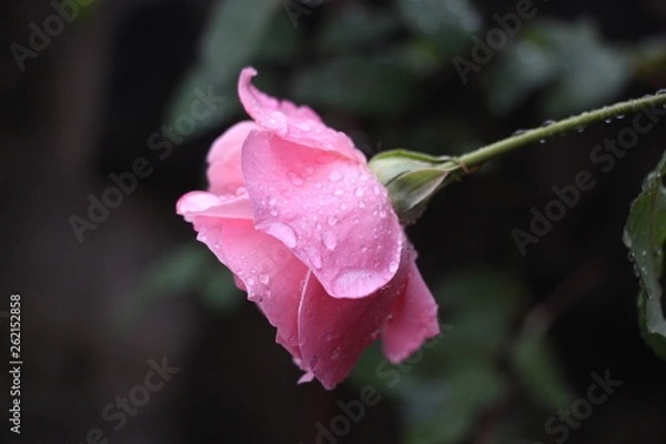Obraz estas son diferentes tipos de flores y hojas, fotos tomadas en distintos lugares y jardines aqui podemos observar diferentes tipos,colores ,texturas y tamaños .           