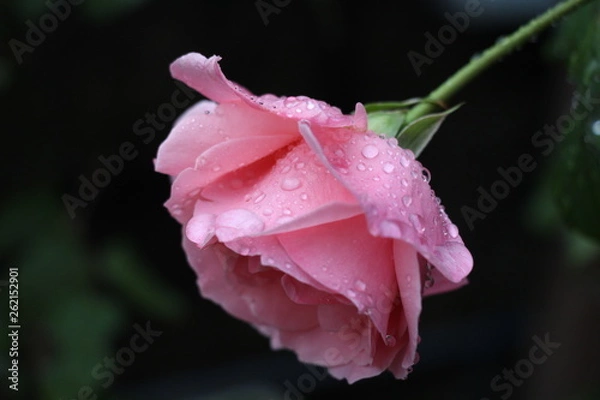 Obraz estas son diferentes tipos de flores y hojas, fotos tomadas en distintos lugares y jardines aqui podemos observar diferentes tipos,colores ,texturas y tamaños .           