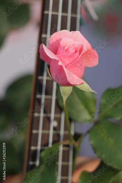 Obraz estas son diferentes tipos de flores y hojas, fotos tomadas en distintos lugares y jardines aqui podemos observar diferentes tipos,colores ,texturas y tamaños .           